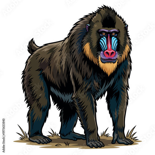 Mandrill primate standing on white background