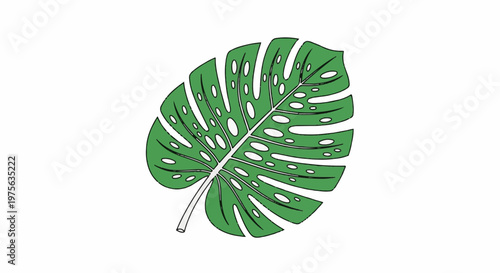 A green monstera leaf with holes against a white background