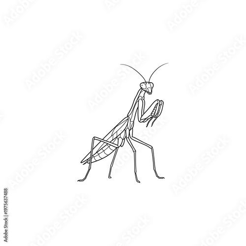 Praying Mantis Insect Close Up.