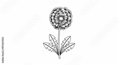 A black and white line drawing of a dandelion seed head with leaves