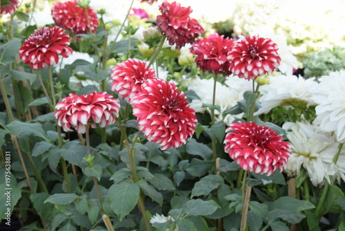 Beautiful multicolour fresh flowers shown at Noida Flower show held at Delhi NCR every year, Fresh flowers and green natural herbs at annual flower show