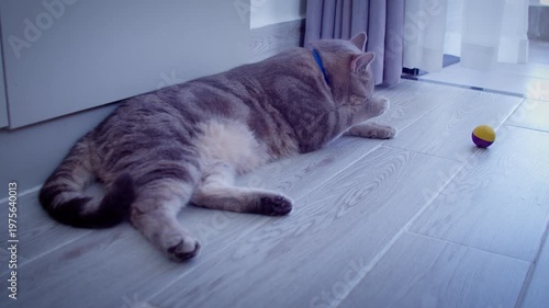 A grey domestic cat is lying on a light floor near an open balcony door and washing up