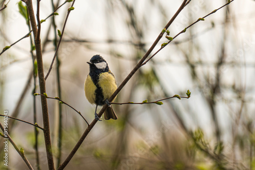 Great tit on a branch in a natural setting