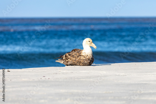The southern giant petrel (Macronectes giganteus), also known as the Antarctic giant petrel, giant fulmar, stinker, and stinkpot.