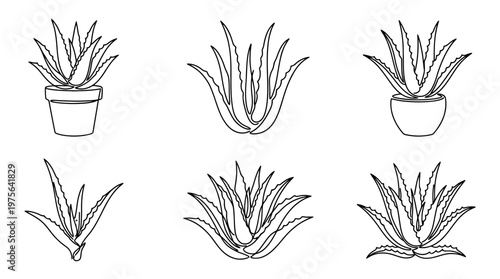 aloe vera , six black Continuous Line Art (Single Line) vector set collection , white background , PNG and SVG