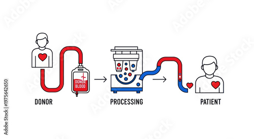 Blood donation process from donor to patient through processing