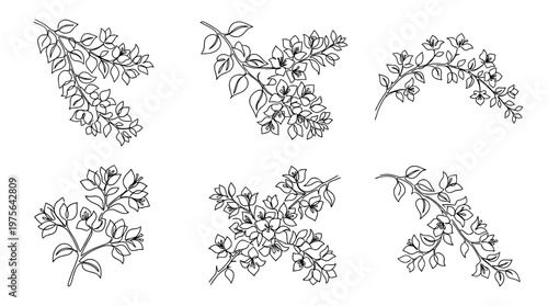 bougainvillea , six black Continuous Line Art (Single Line) vector set collection , white background , PNG and SVG