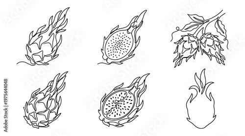 dragon fruit , six black Continuous Line Art (Single Line) vector set collection , white background , PNG and SVG
