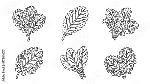 kale , six black Continuous Line Art (Single Line) vector set collection , white background , PNG and SVG