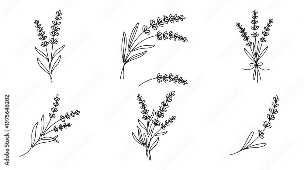 Obraz premium lavender , six black Continuous Line Art (Single Line) vector set collection , white background , PNG and SVG