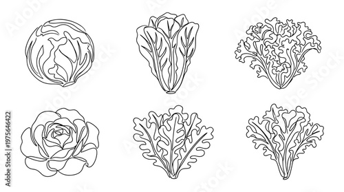 lettuce , six black Continuous Line Art (Single Line) vector set collection , white background , PNG and SVG
