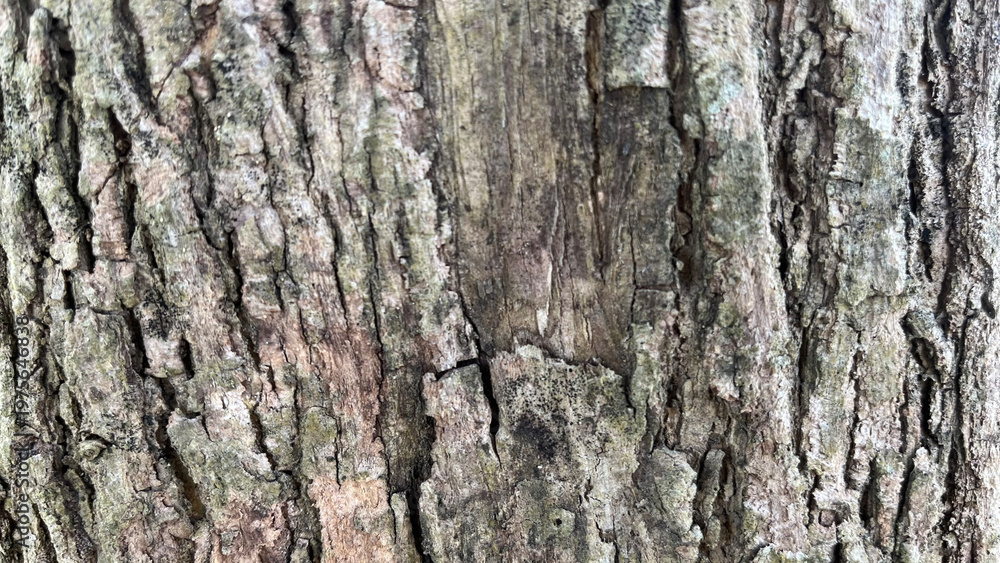 Fototapeta premium tree bark background