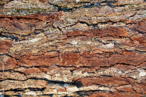 macro view of cracked tree bark surface with rich brown and orange colors natural abstract pattern