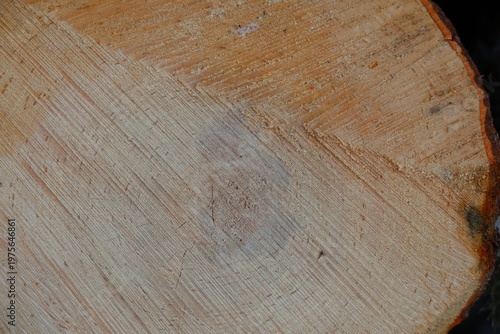 close up natural wood surface with rings texture and organic pattern