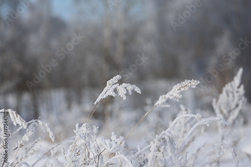 close up winter plants with hoarfrost soft focus and muted background