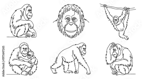orangutan , six black Continuous Line Art (Single Line) vector set collection , white background , PNG and SVG