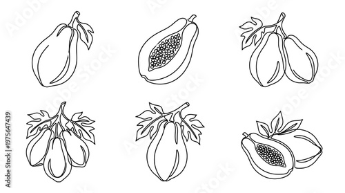 papaya , six black Continuous Line Art (Single Line) vector set collection , white background , PNG and SVG