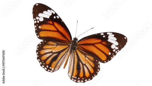 Monarch butterfly with orange and black wings, isolated on transparent background