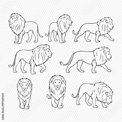 Set of various lion illustrations in different poses, black and white outline drawings of wild cats.