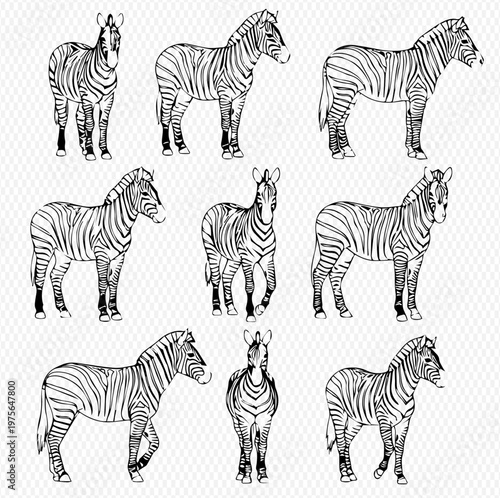 Set of hand drawn zebras with striped patterns, isolated on a textured background, showcasing various poses and details.