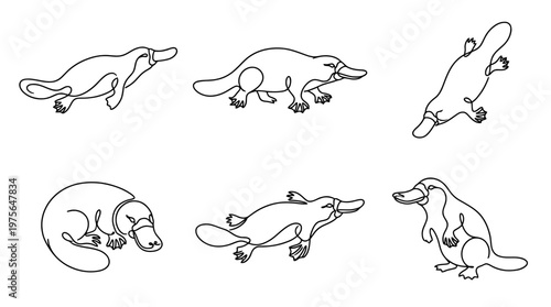 platypus , six black Continuous Line Art (Single Line) vector set collection , white background , PNG and SVG