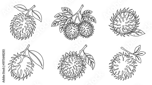 rambutan , six black Continuous Line Art (Single Line) vector set collection , white background , PNG and SVG