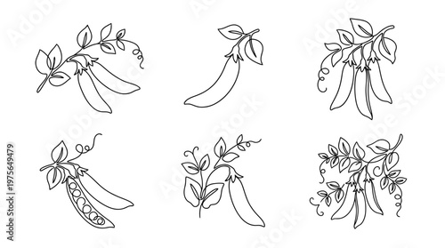 snow pea , six black Continuous Line Art (Single Line) vector set collection , white background , PNG and SVG