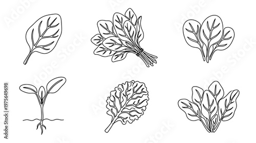 spinach , six black Continuous Line Art (Single Line) vector set collection , white background , PNG and SVG