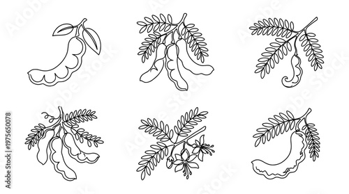 tamarind , six black Continuous Line Art (Single Line) vector set collection , white background , PNG and SVG