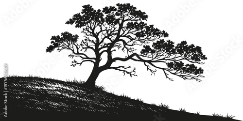 Ancient oak tree standing tall with a full canopy of leaves