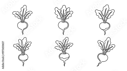 turnip , six black Continuous Line Art (Single Line) vector set collection , white background , PNG and SVG