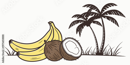 A coconut palm tree with ripe coconuts hanging from its branches