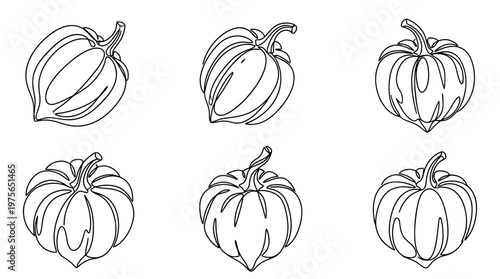 acorn squash , six black Continuous Line Art (Single Line) vector set collection , white background , PNG and SVG