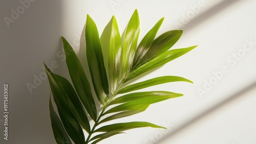 Green plant long leaves white room a vibrant green plant featuring long slender leaves situated within a clean white interior space