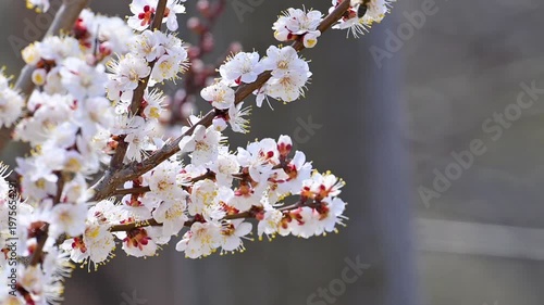 flowering apricot branches in spring
