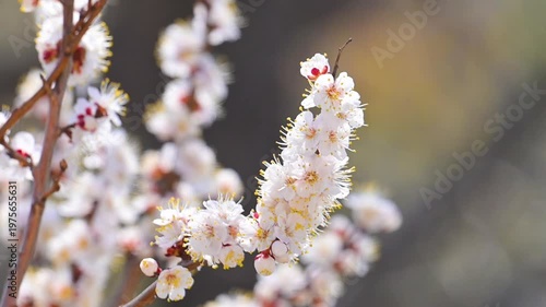 flowering apricot branches in spring