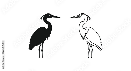Black and White Heron Bird Silhouettes Comparison Guide Vector