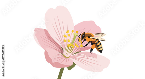 Honey bee pollinating a delicate light pink cherry blossom flower. EPS Editable. Vector Illustrations.