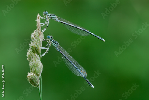 White legged damselflies, Platycnemis pennipes male sitting on grass. Profile, close up