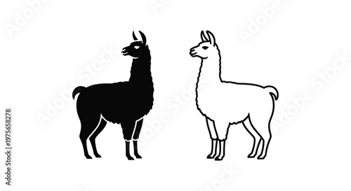 Llamas vs Alpacas Key Differences Explained Vector