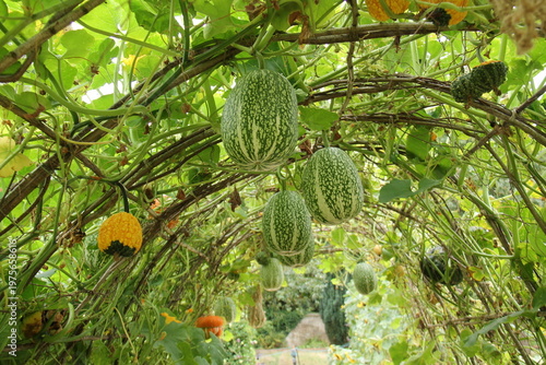 Wallpaper Mural Growing a Variety of Gourd Fruits in a Garden Archway. Torontodigital.ca