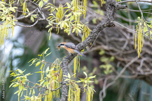 枝の上で捕食する百舌鳥