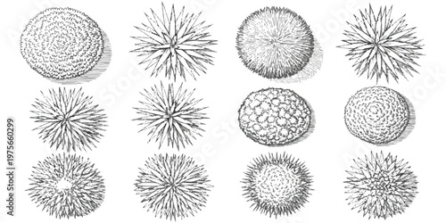 Collection of hand drawn top view garden plants and shrubs isolated on white background vector illustration
