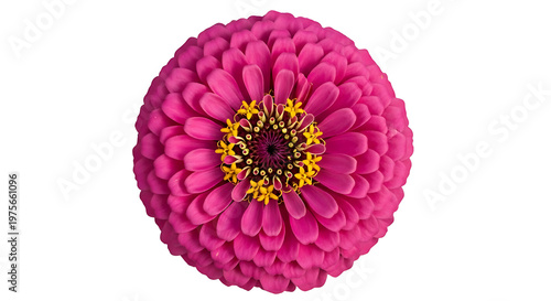 Bright pink zinnia flower head close up isolated with white background