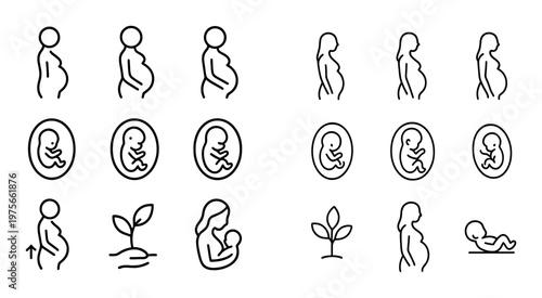 Pregnant woman and fetal development icons showing pregnancy stages