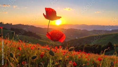 A serene sunset over a vibrant field of poppies