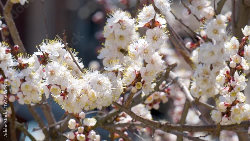 flowering apricot branches in spring