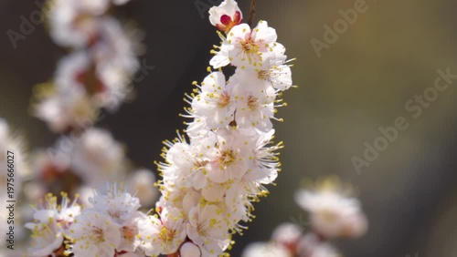 flowering apricot branches in spring