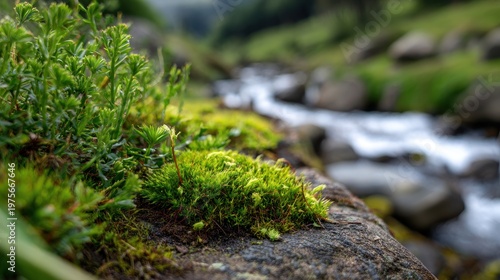 Lush Green Moss and Tiny White Flowers Grow on a Rock Beside a Rushing Stream in a Verdant Mountain Landscape with Soft Morning Light