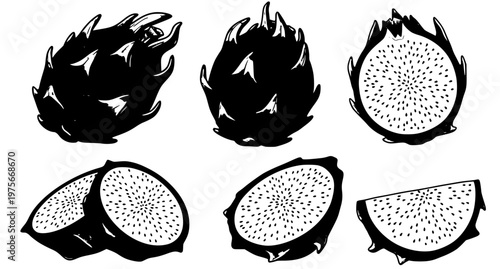 Hand Drawn Pitaya Dragon Fruit Vector Illustration Set